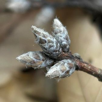 毛深い冬芽
越冬頑張って(•̥̑.̮•̥̑)