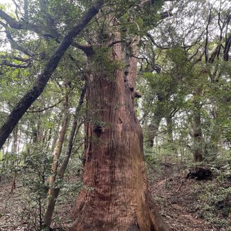 一本だけやたら太い🌲