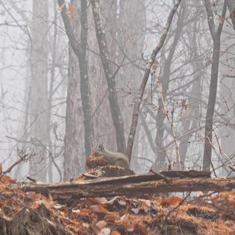 口に枝や葉っぱを加えている