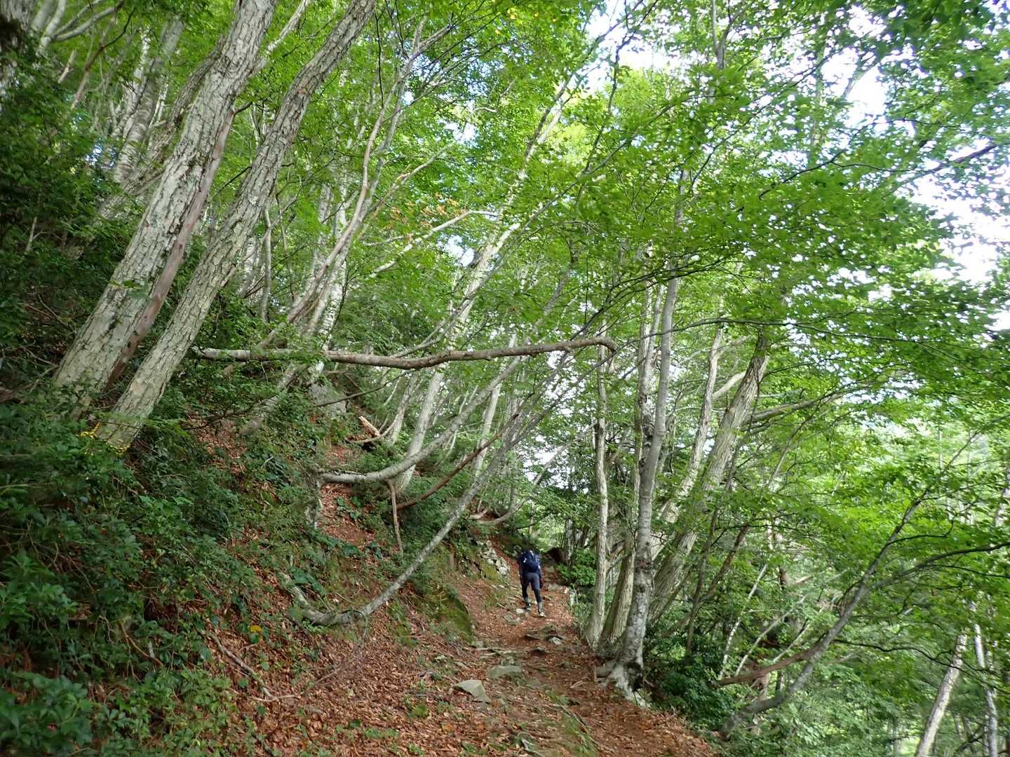 氷ノ山登山口-地蔵堂-小代越-ハチ高原バス停 縦走コースの写真