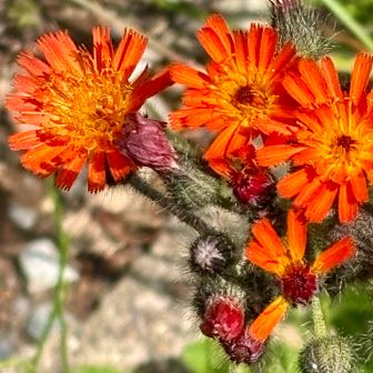 コウリンタンポポ　帰化植物ですね
