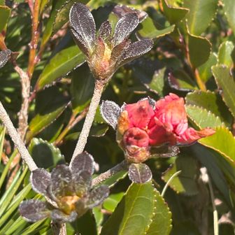 もう少しで咲き始めそう。大島ツツジが満開の時にも来てみたいなぁ