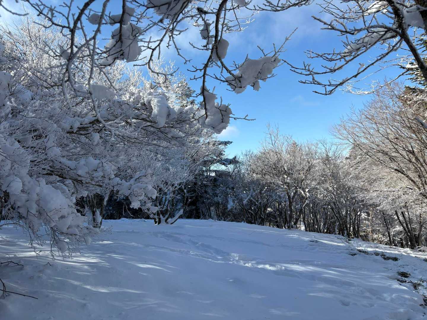 丸笹山 往復コースの写真
