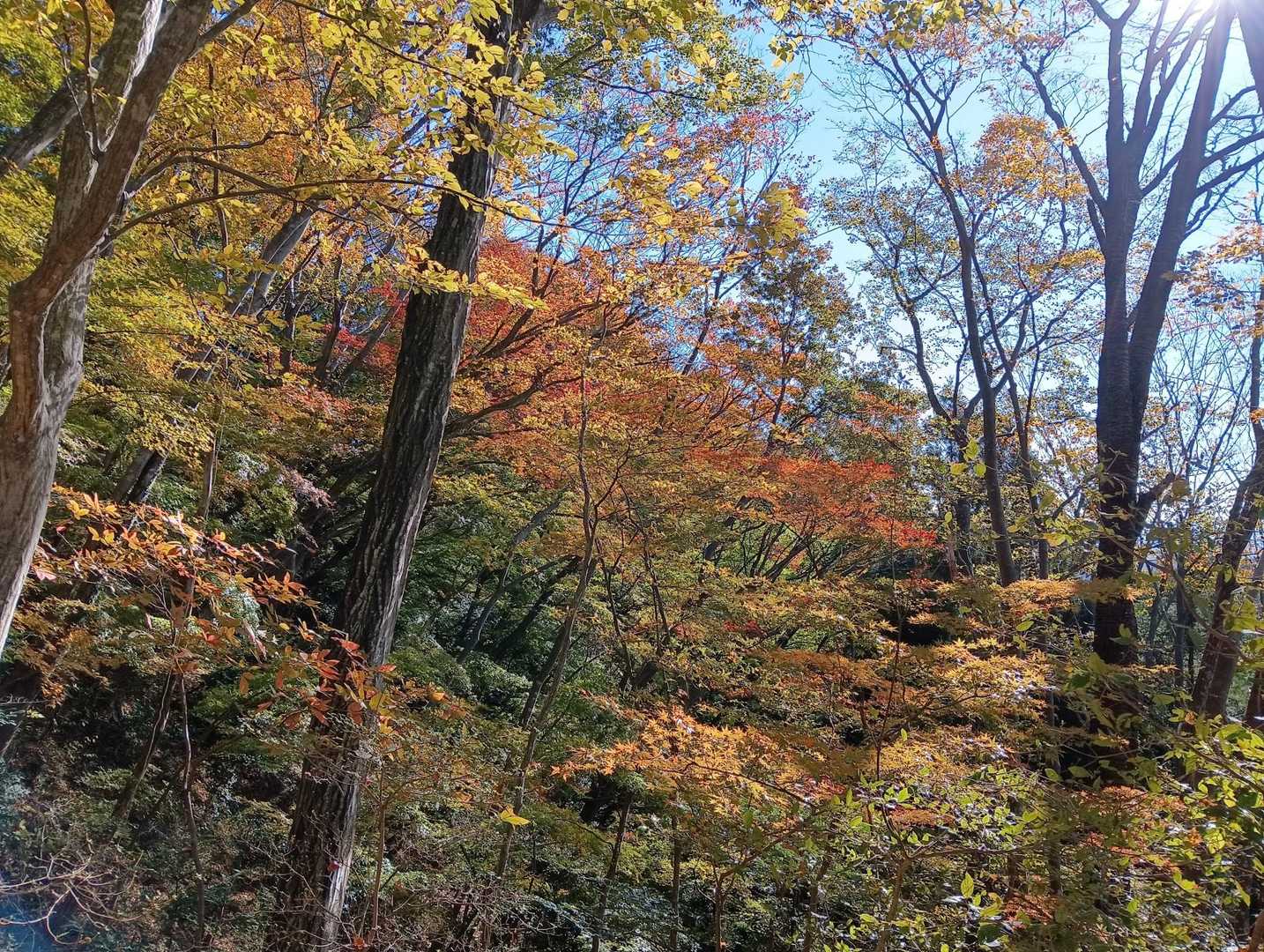 紅葉🍁