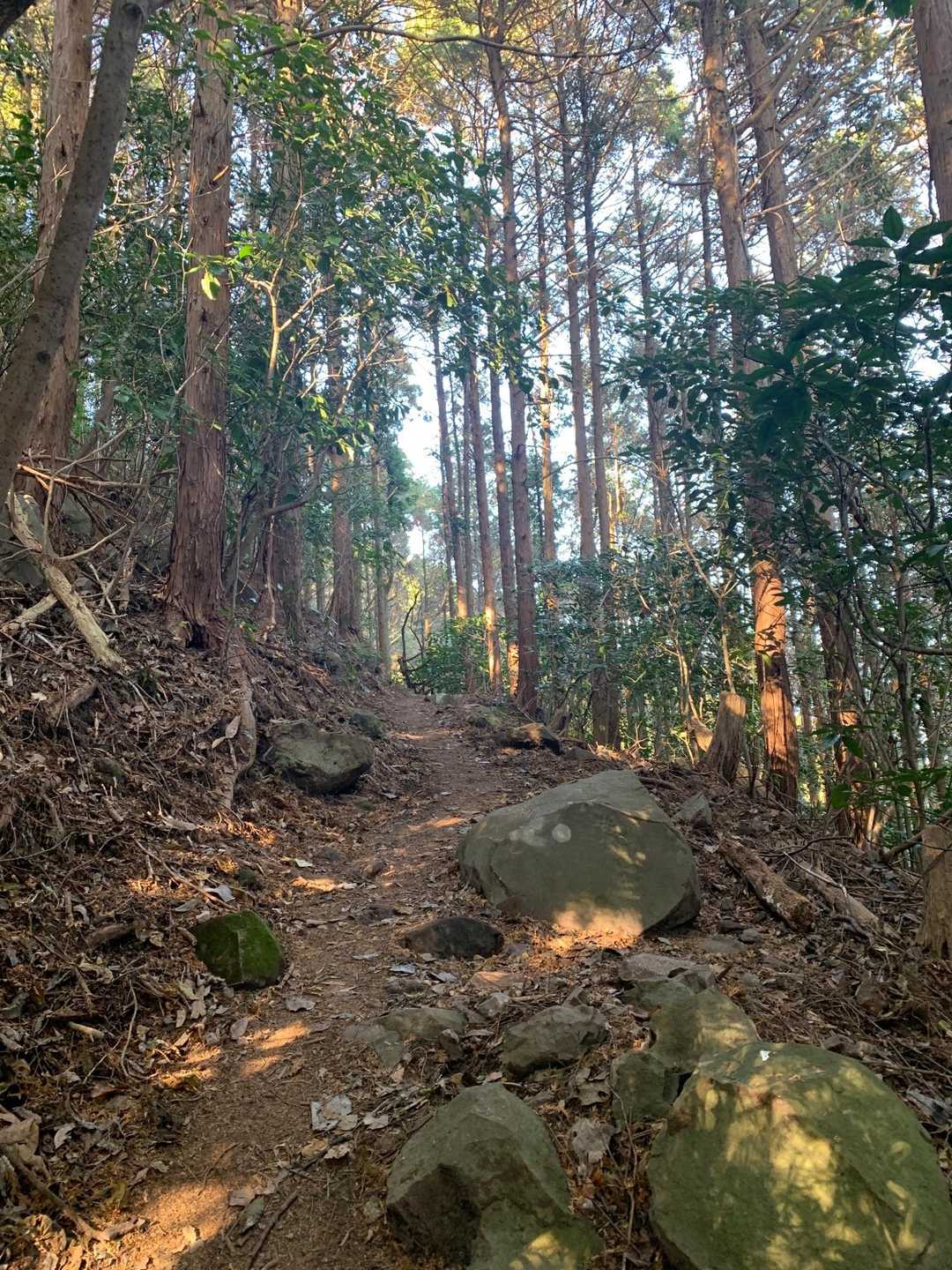 うーんとぉ…🙄
楽なんだけどなんか遠いし物足りない…やっぱりいつものさるすべりコースがいいな😅
結構来ちゃったけど戻ろう戻ろう🥾🥾
