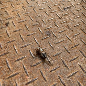 ひっくり返っていたので死んでるかと思って戻してみるとどこかに飛んで行ってしまいました。