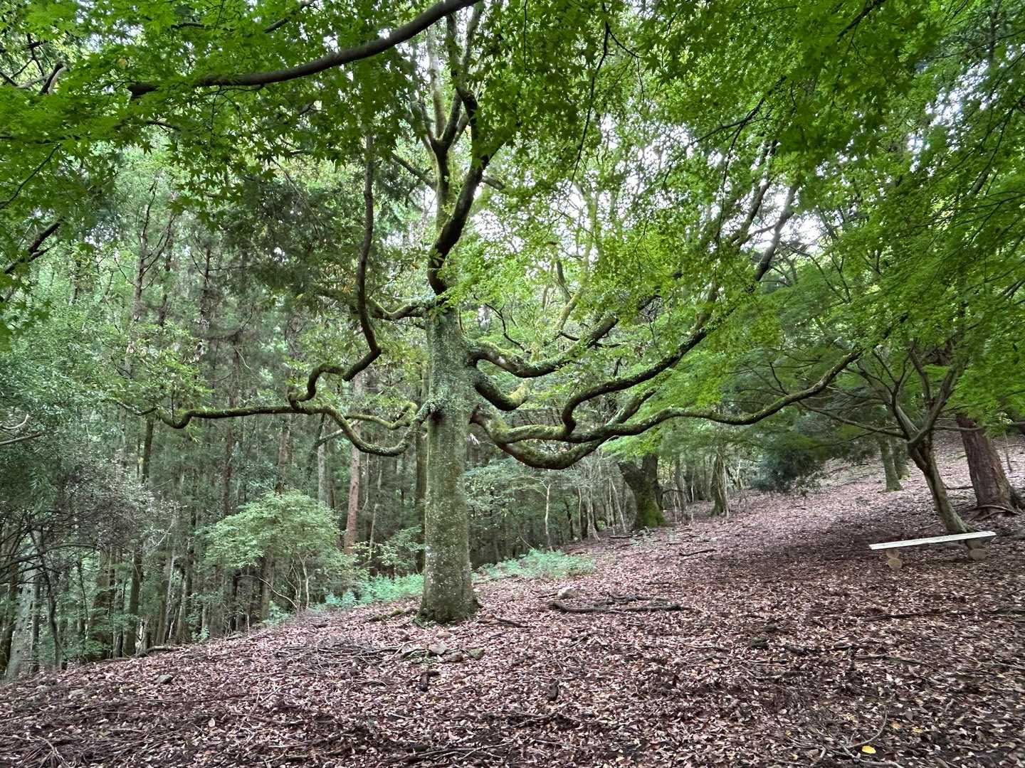 謎の大樹