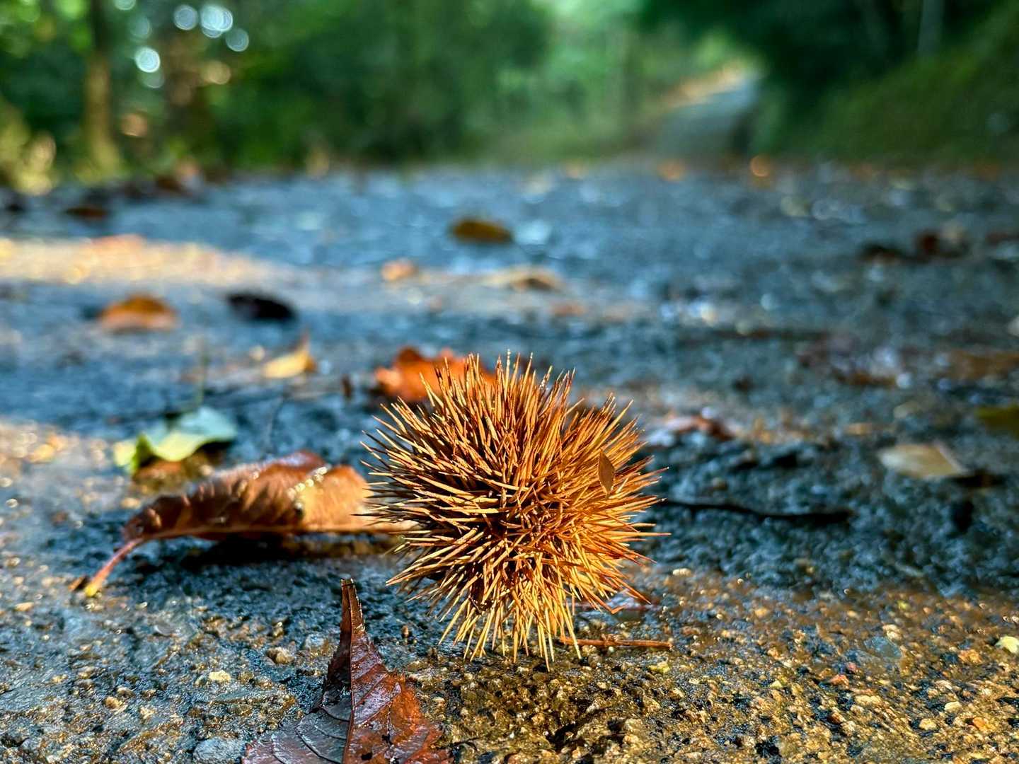 🍂秋っぽい感じに思わずパシャリ📷