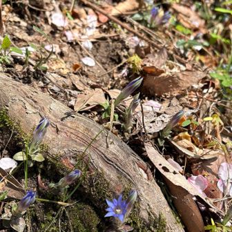 なんと！行きには開花してキラキラしてたのに
もう閉じてる！
まだ日は高いですよー