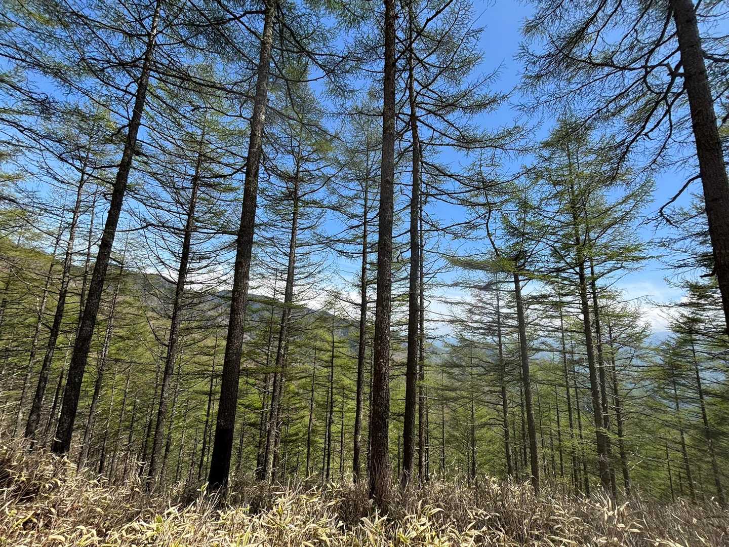 カラマツの新緑が美しい中を下山します