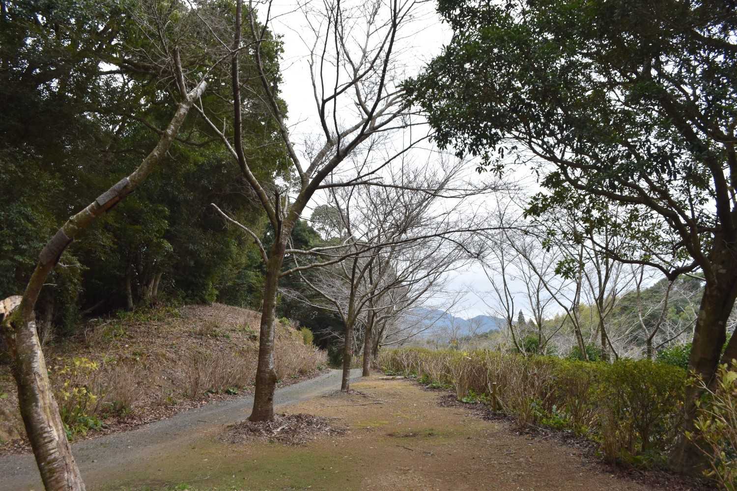 桜の時期に来たい。
