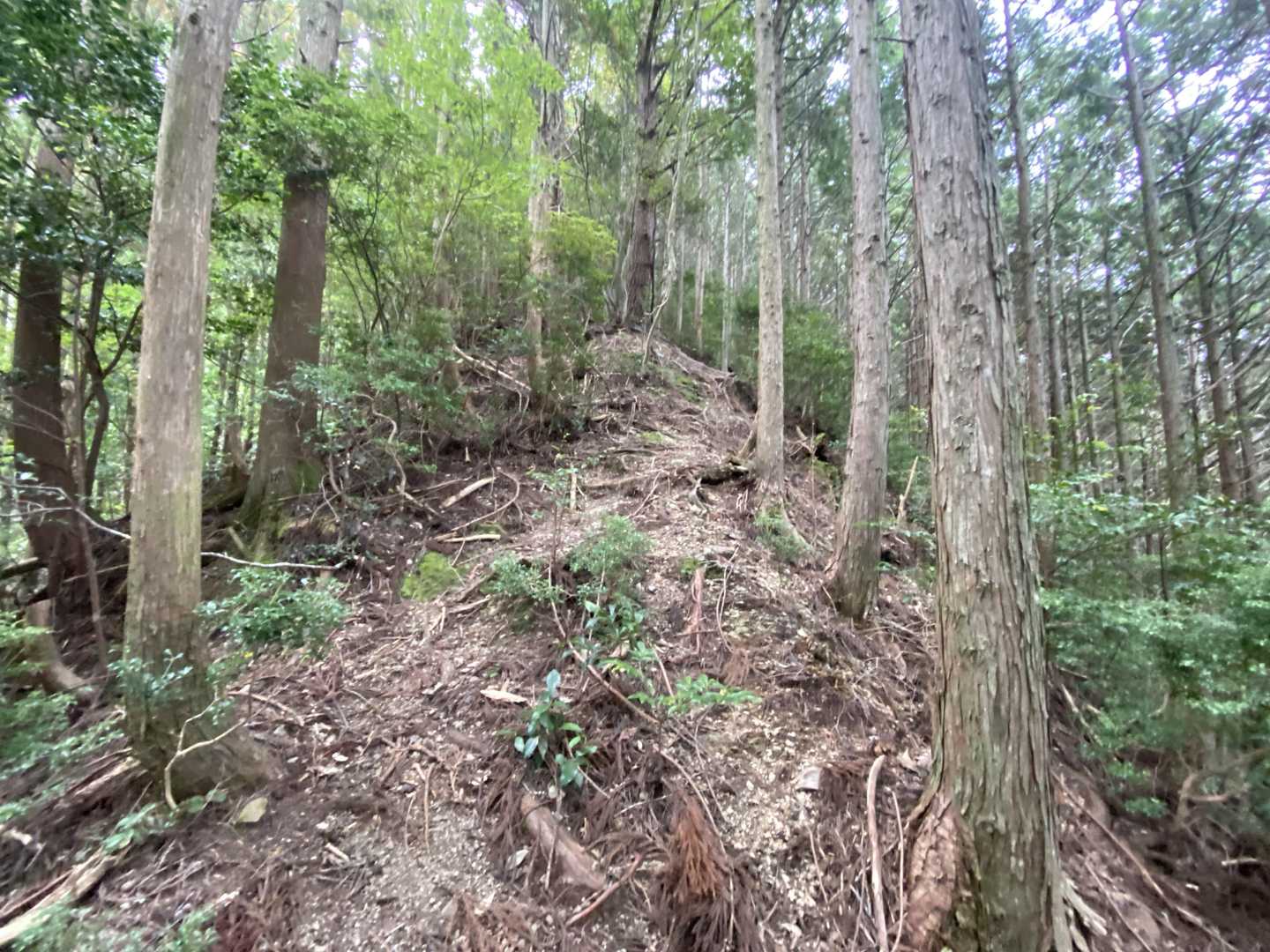 尾根を延々と登って行きます。