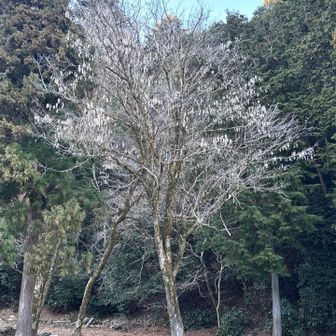 冬に花が咲いたかのような木