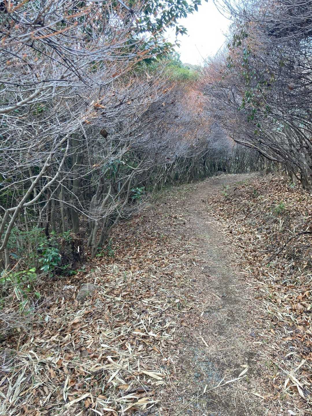 五葉山-平尾山 周回コースの写真