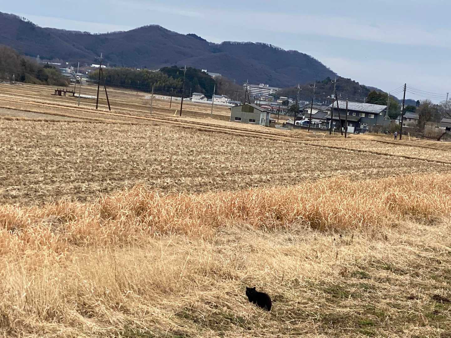 三毳山と黒ぬこさん🐈‍⬛

来週は晴れればいいな☀️
次はどこ行こうかな😊