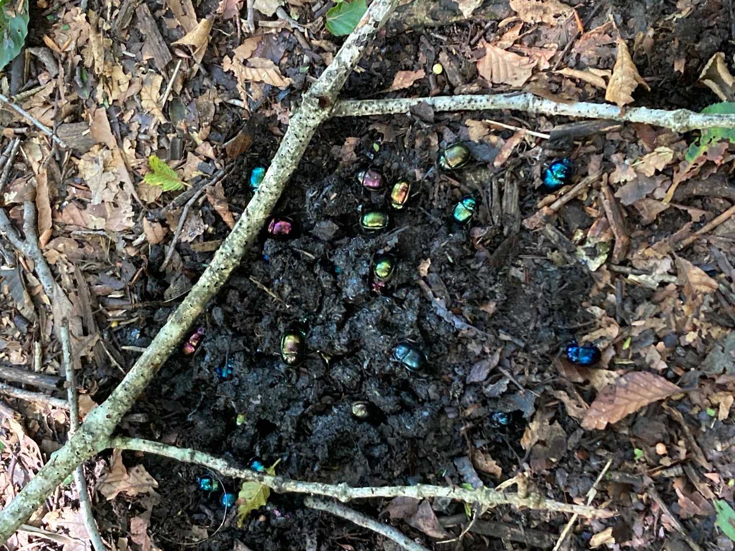まるで宝石の様な糞虫君たち