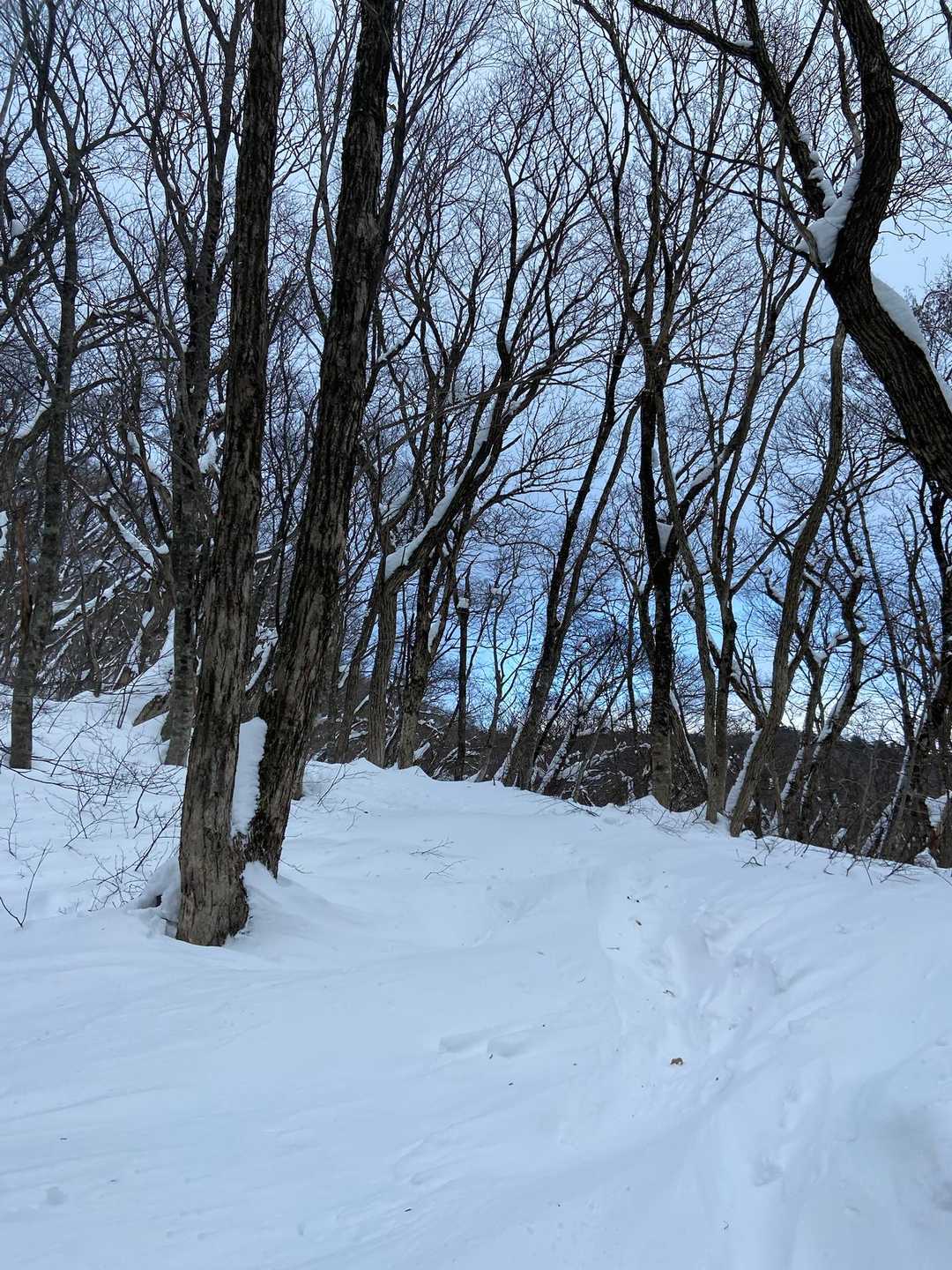 ひろしま県民の森登山口-毛無山 往復コースの写真