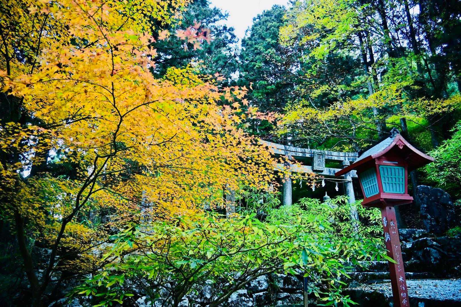 別所登山口-奉幣殿-鬼杉 往復コースの写真