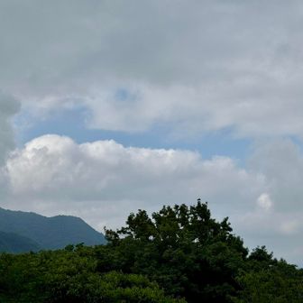 色々お話をしながら「どのへんにあるかな？」って話しながら、ツチアケビの場所を探索🧐
ざっくり目星はつけたので、これからお花を探しに行ってきます！青空も見えてきた🤗