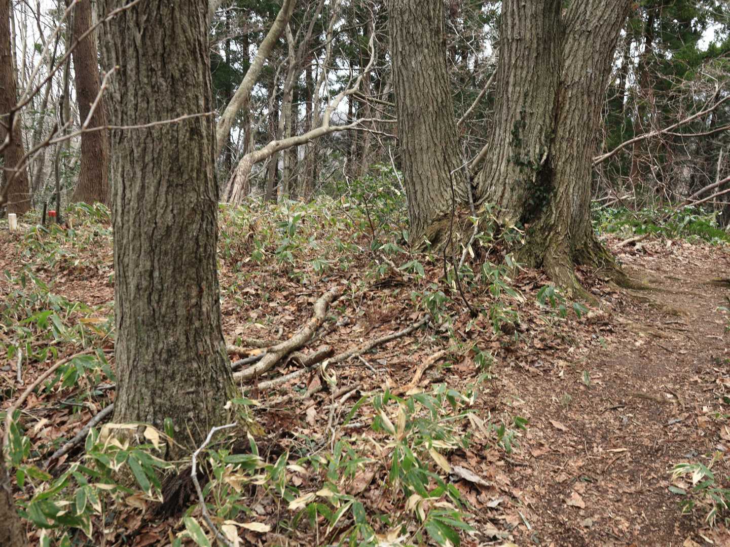 左の方に白と赤の杭があるのが見える。そっちも行けそうだ。
まぁ雨だし、次の目的地福井山をそのまま目指そう。右方向のルートへ。