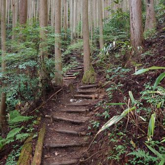 文殊中尾根は下山に数回使った事はありますが登るのは初めてです。主に階段です。