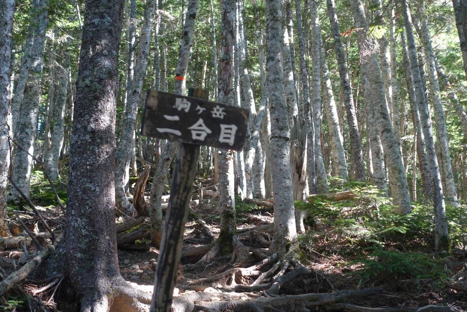 体調は今ひとつだけど
長衛小屋で受付を済ませ
テントを張って、
予定より1時間早くスタート
兎に角、ゆっくり行くをモットーに、シラビソの森を登って行く