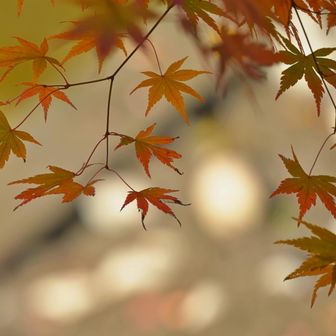 疎に広がるモミジの葉と木漏れ日