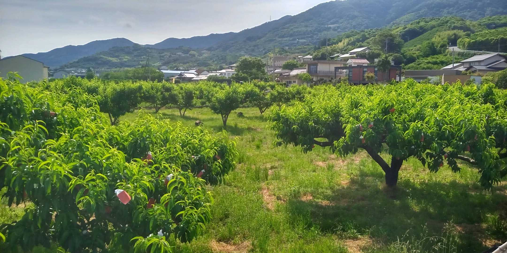 果樹園の木は背が低い