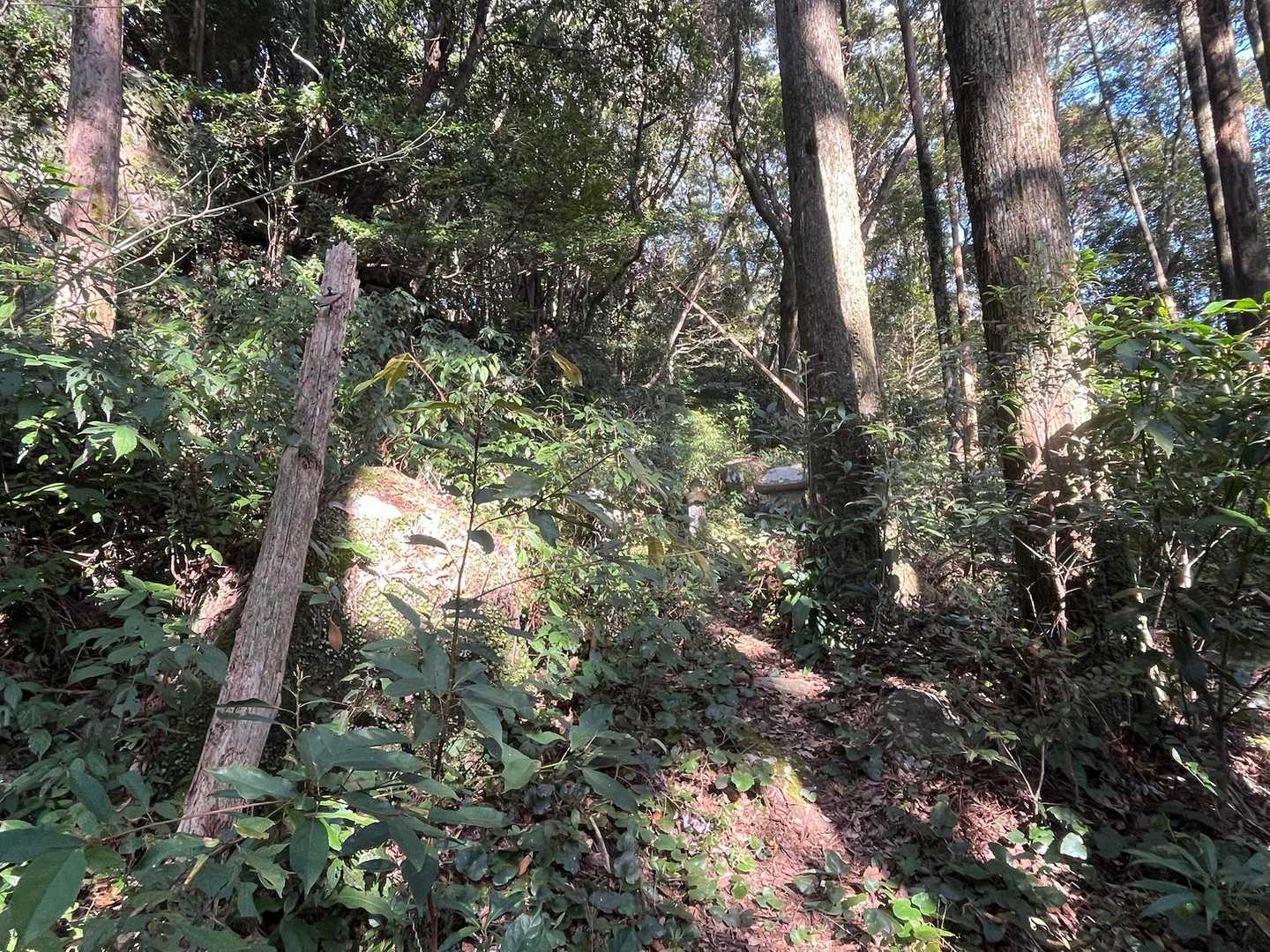 2021年まではあった鳥居も、もう面影が無くなりそう😢