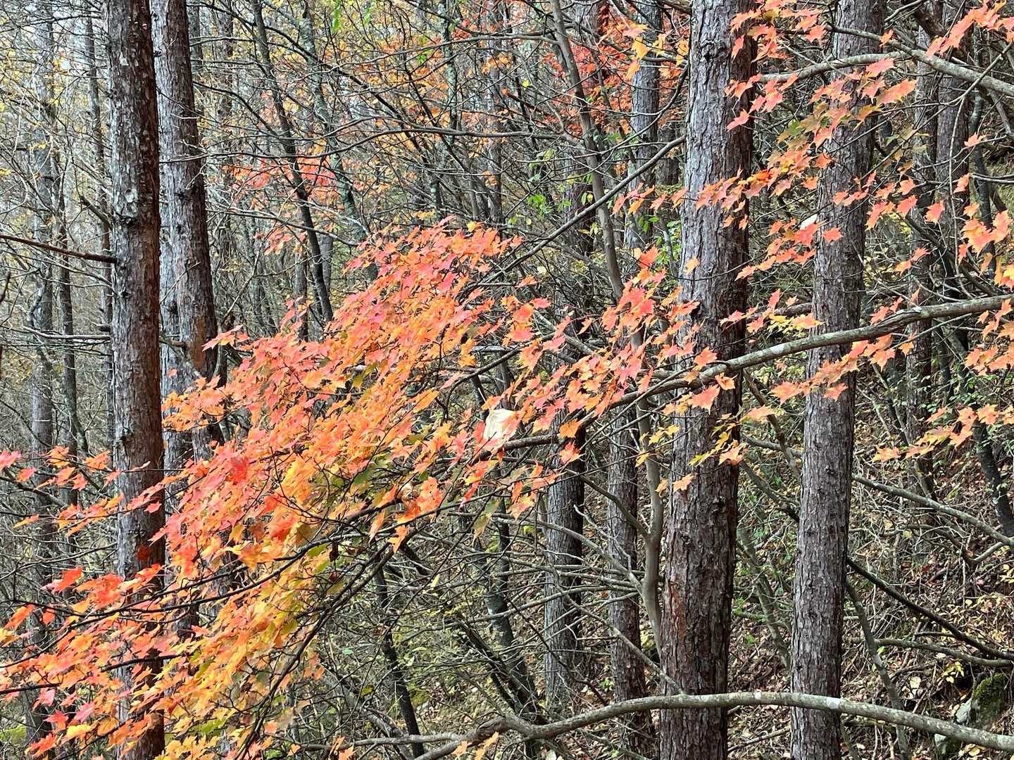 秋🍁