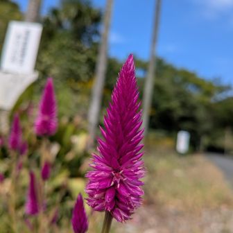 お花❁