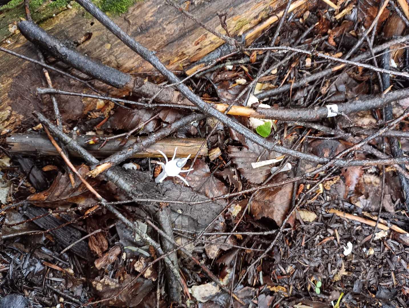 目玉オヤジがにらんでた
