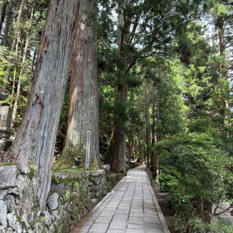 奥の院までこんな静寂な道が2 kmあまり続きます🚶‍♂️🌲もっと短い参道もありますが、足腰や体力に問題ないならこの道を歩かれることをお勧めします♬🚶‍♂️