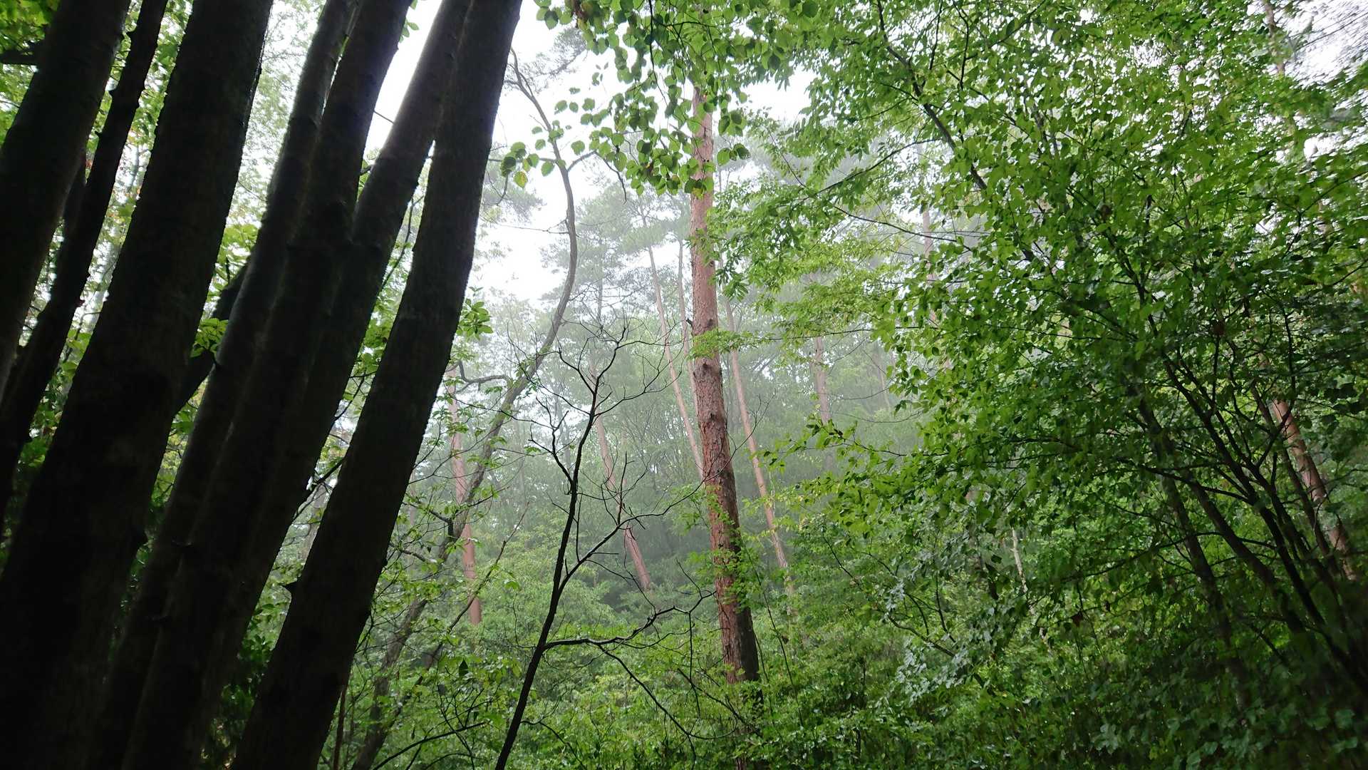 森に入ると霧。幻想的。