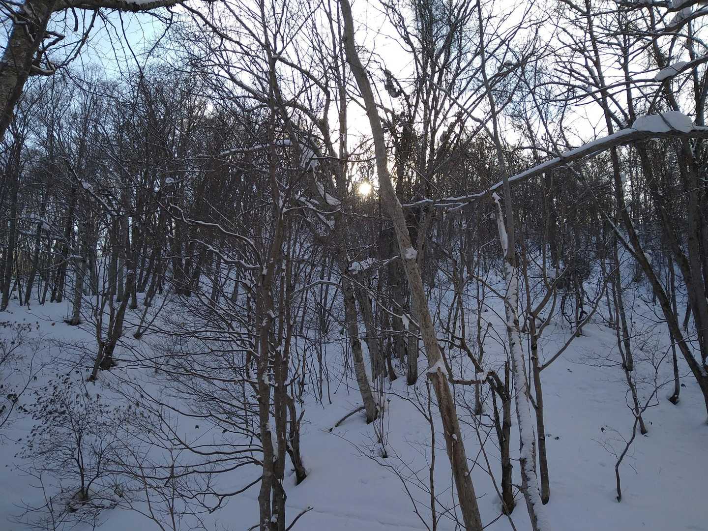 木々の間から🌲☀🌲
