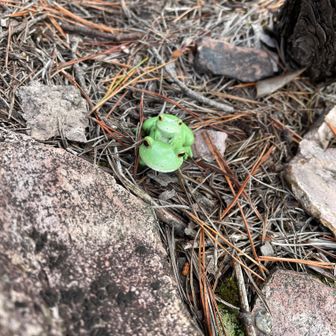 🐸今年もお世話になります。