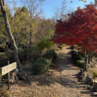 安見ヶ城山へ向かいます。
天空の花園付近から縦走路の紅葉が見頃です。