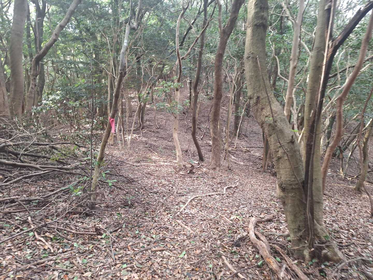心地よいアップダウンです🤗