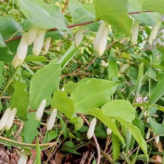 葉の下隠れるアマドコロ🤍
ここでね~不思議な鳴き方する蝉を見つけた🤭
エゾハルゼミ？
姿撮れてないのが残念😩
サクサク下山しなくちゃ