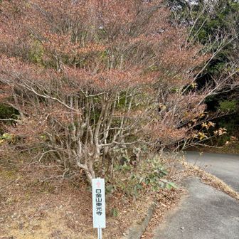 東光寺の標識が出ればルートは🆗