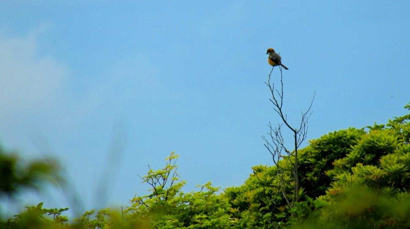 坊ガツルの百舌鳥