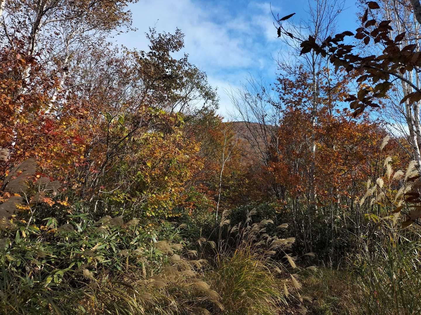 僅かに山頂が見えます。
他は山頂まで展望無し。