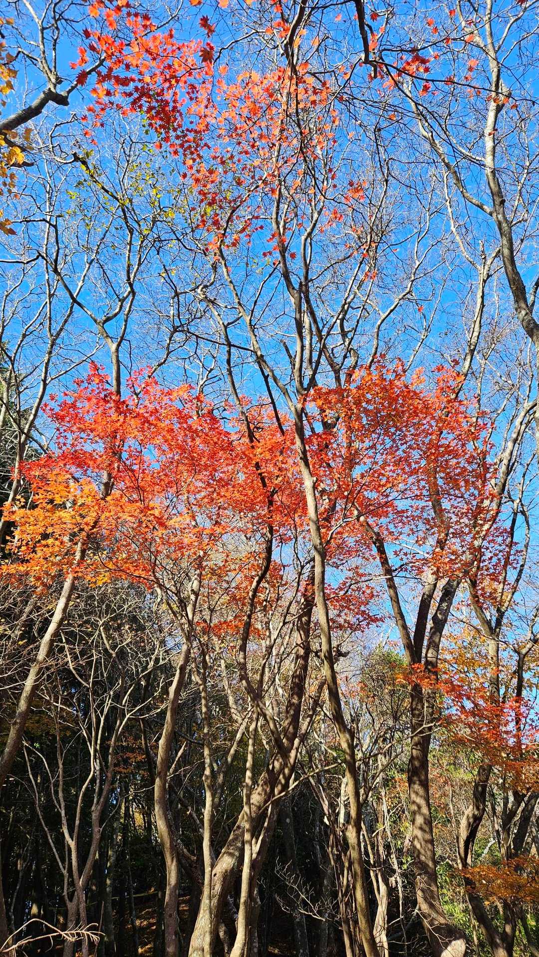 🍁見ながら