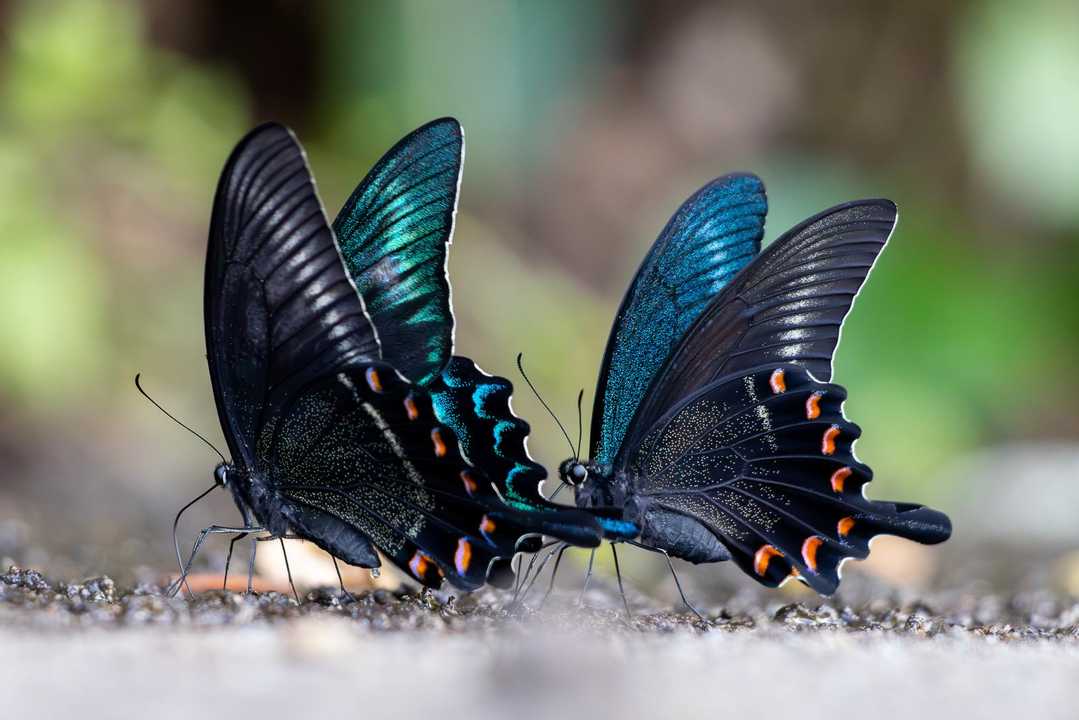 ミヤマカラスアゲハとクロアゲハの集団吸水 / とれいしさんの