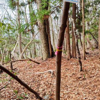 頂上到着
眺望無し