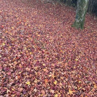 紅葉🍁の絨毯