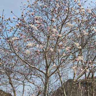 登山口近くのコブシ？