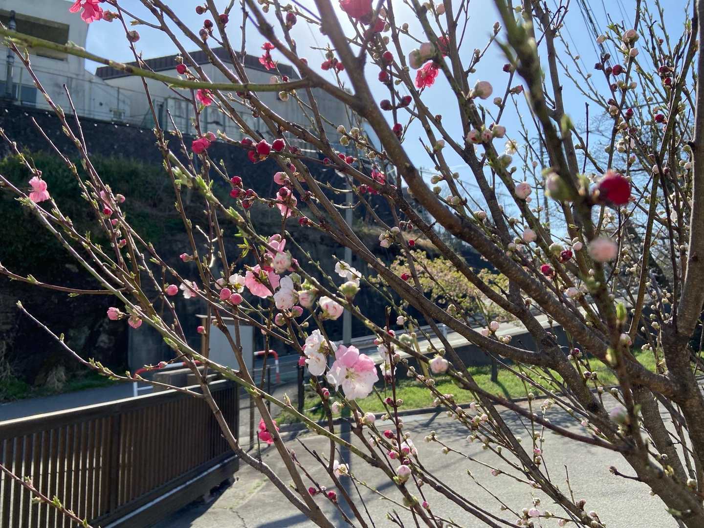 モモの花かな？
