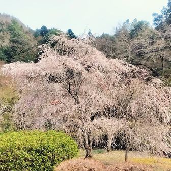 下山後の道路沿い見事な桜
