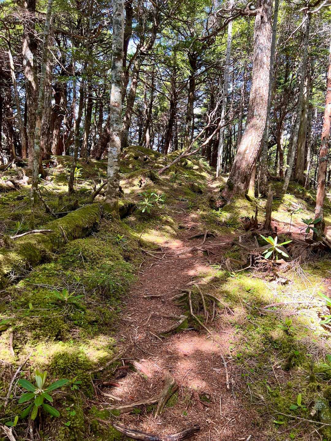 苔の登山道。